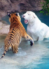Tiger Panthera tigris and White Tiger Panthera Tigris playing in the water 