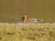 Tiger Panthera tigris Cooling off in Water on a Hot Day in Bandhavgarh National Park India 