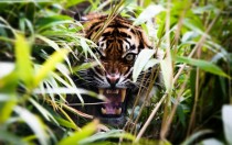 Tiger roar 