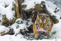 Tiger with his meal