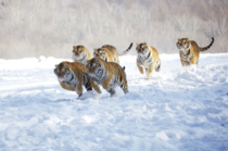 Tigers in the snow 