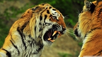 Tigers roaring