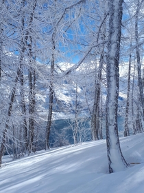Tignes lake in France behind the frozen trees  