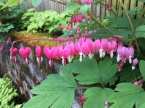 TIL - Bleeding Hearts Dicentra spectabilis are a member of the poppy family native to Siberia 