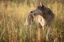 Timberwolf Canis Lupus 