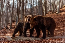 Time to wake up Two brown bears that have come out of hibernation early at Arcturos Bear Sanctuary in Nimfaio Greece