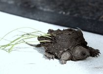 Tiny baby snapping turtle 