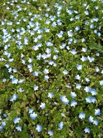 Tiny blue flowers are everywhere blanketing the grass  