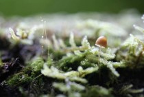 Tiny mushroom hiding in Hypnum moss 