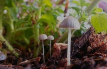 Tiny mushrooms in my flower garden