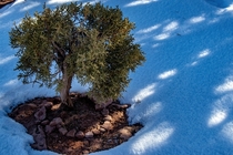 Tiny Tree in Colorado National Monument CO USA 