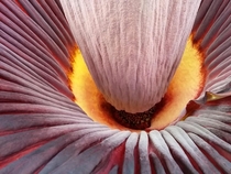 Titan Arum - Amorphophallus titanum - Foster Botanical Gardens Honolulu 