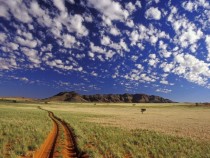 Tok Tokkie Namibrand Reserve Namib Desert Namibia 