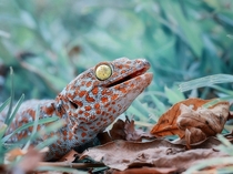 Tokay Gecko Gekko gecko 