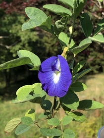 Took a whole packet of seeds to get just this one Clitoria Ternatea Butterfly Pea Flower but she was worth it 
