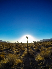 Took the scenic route to work  Mojave Desert California  