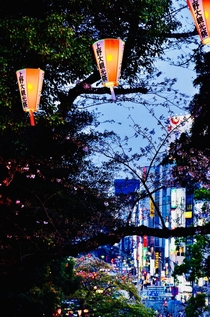 Took this photo in Ueno Tokyo at Sakura season The background actually feels a bit cyberpunky