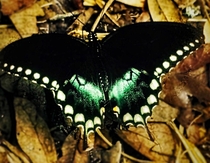 Took this photo of this butterfly the other day This is one of my favorite designs Ive seen on one 