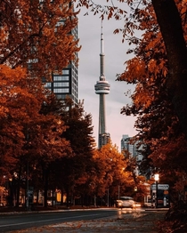 Toronto Fall Colours 