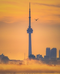 Toronto in Golden Hour 