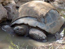 Tortoise In India ZOO 