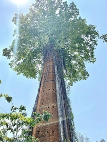 Tower being reclaimed by nature