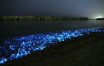 Toyama Bay Japan lit up by the Firefly Squid 