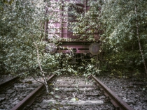 Train waggon on an old track overgrown with birches