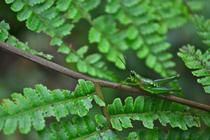 Transparent green cricket from Monteverde Costa Rica 