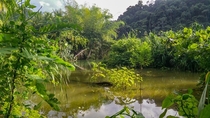 Traversing the jungle Trinidad WI  OC