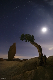 Tree and rock talking to each other at Joshua Tree National Park 