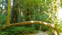 Tree Bridge in the California Redwoods 