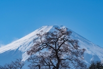 Tree engulfed by Mt Fuji Kawaguchi-ko Japan 