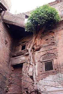 Tree growing on abandoned house