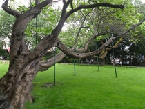 Tree in a park in London 