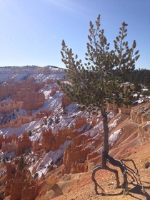 Tree in Bryce Canyon National Park 