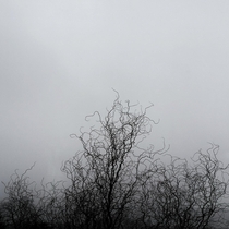 Tree in fog