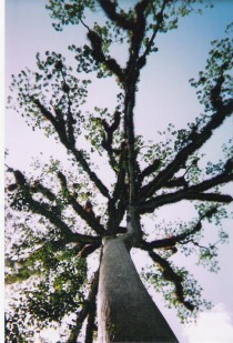 Tree in Guatemala 