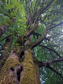Tree in Washington Park Oregon 