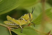Tree locust Anacridium melanorhodon near a lake in Zinder Niger 
