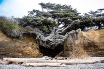 Tree of Life - Olympic Peninsula WA 