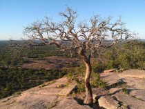 Tree on Enchanted Rock near Fredericksburg Texas 