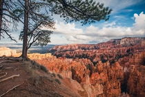 Tree overlooking the Hoodoos at Bryce Canyon National Park 