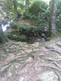 Tree Roots Turkey Oylat Waterfalls 