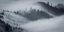 Trees above the fog Mount Tamalpais CA  - Instagram jonnyboy_wanderlust