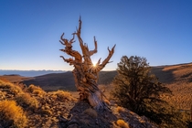Trees age really well Ancient Bristlecone Pine Forest Bishop CA 
