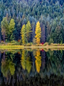 Trees at Trillium Lake Oregon 