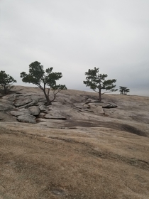 Trees Growing Out of Stone On the Top of Stone Mountain- Georgia USA 