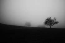 Trees in dense fog - Eastern Switzerland 
