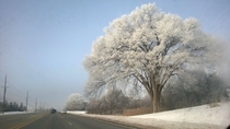 Trees in Michigan 